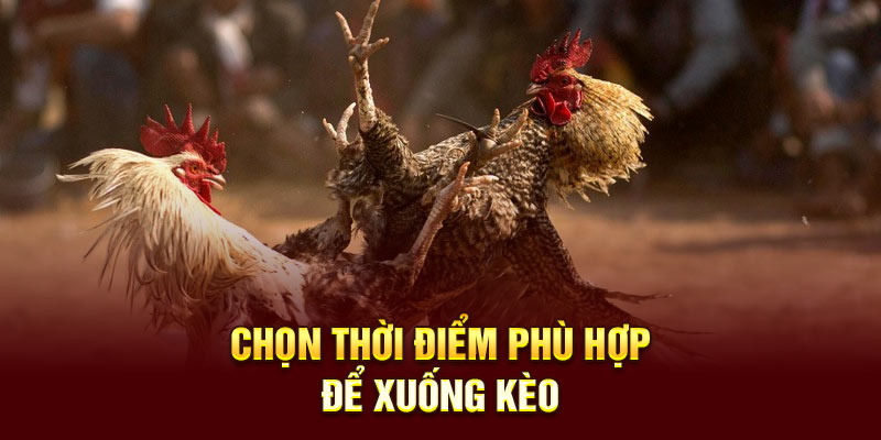 Chọn thời điểm phù hợp để đặt cược đá gà cựa tròn